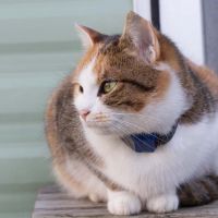 Using GPS Trackers to Monitor the Location and Safety of Pets